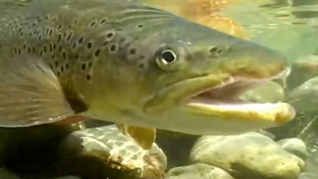 Todd Moen - Fluss des Lebens 2