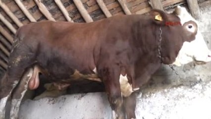 Muş - 1,5 Tonluk Boğayı Alana Otomobil Bedava