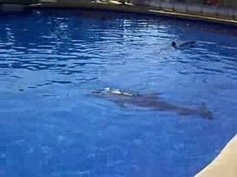 colo pégomas juillet 2007 marineland dauphins dolphins