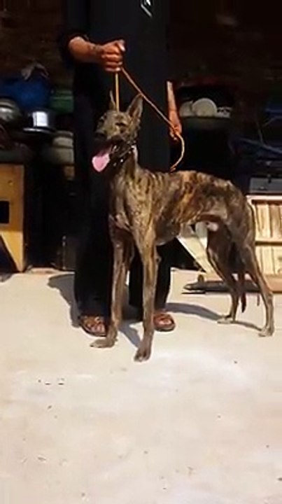 A beautiful and  quick rabbit hunter dog