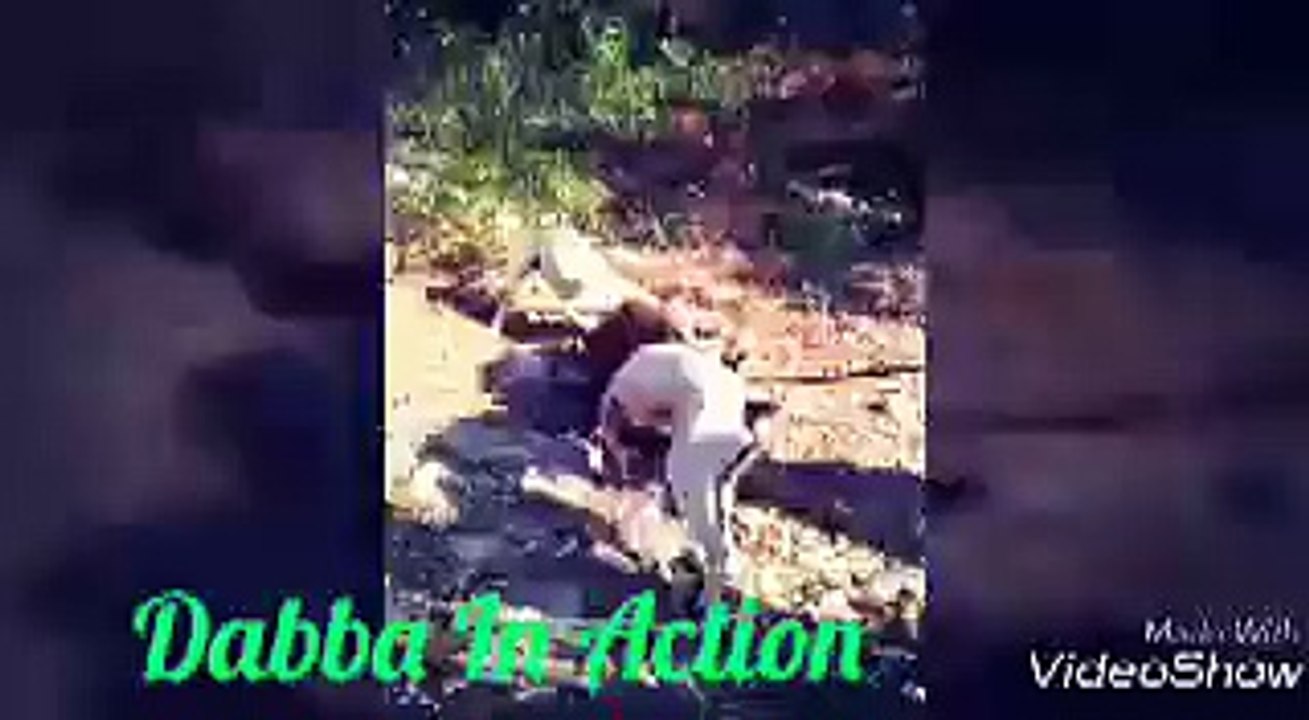 Delibrate pig hunting