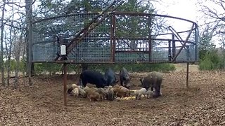 How to trap pigs