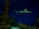 colo pégomas juillet 2007 marineland requins sharks 2