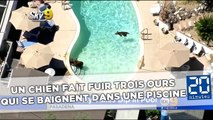 Un chien fait fuir trois ours qui se baignent dans une piscine