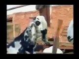 Punjabi Totay - Funny Bakra Animals Video - Punjabi Dubbing Video 2016