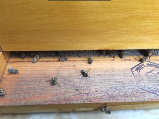 Zika Paniği Nedeniyle Milyonlarca Bal Arısı Öldürüldü