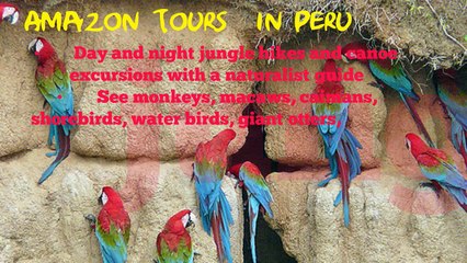 Find Reliable Amazon tours services in Peru