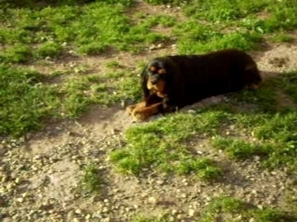 Mes chiens 1er aout 2007 010