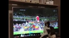 Funniest Animal New Compilation 2016