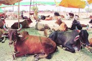 Sc Issues Notice To Maharashtra Government On Complete Beef Ban In The State And Its Export