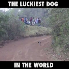Dünyanın en şanslı köpeği