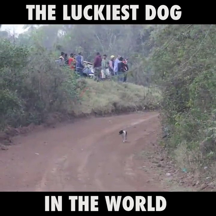 Dünyanın en şanslı köpeği