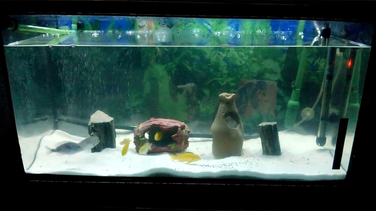 Sarı Prenses Yunus Akvaryumu