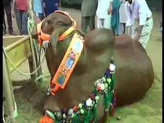 KARACHI  MAWESHI MANDI