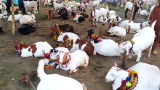 Bakra's For Qurbani For Sale 2016 Karachi Cow Mandi