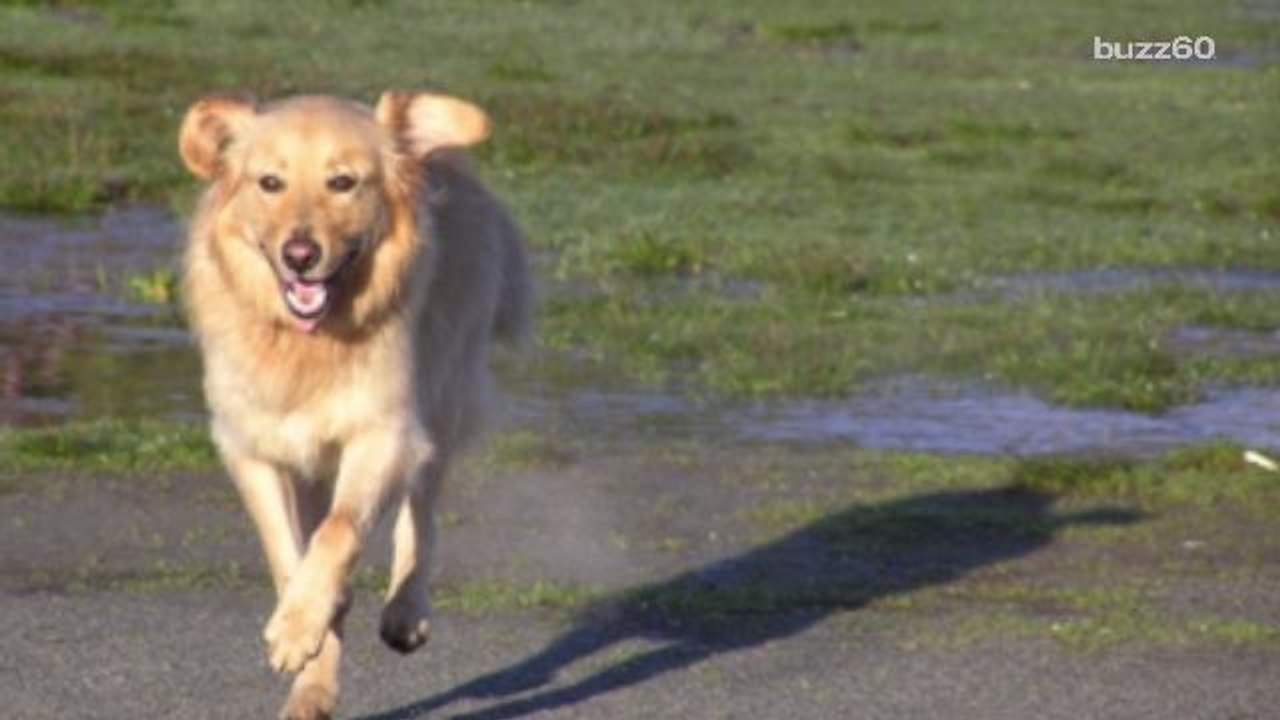 Dog Chained With Muzzle Taped Shut Saved by Neighbors