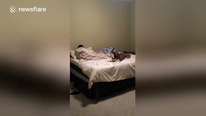 Adorable husky refuses to get off owner's bed