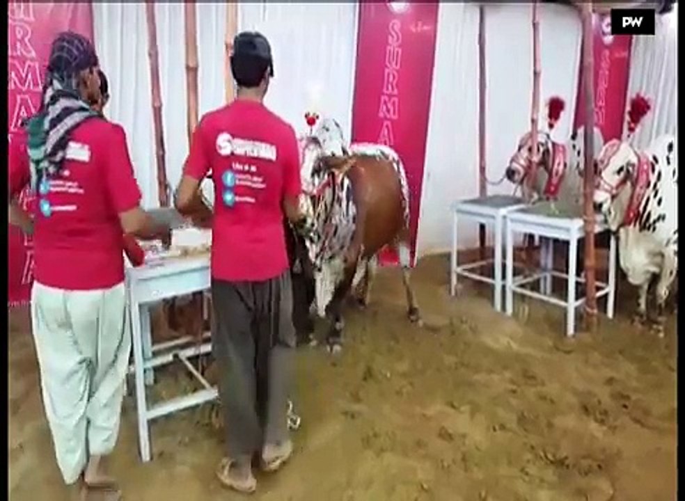 ---Cow Mandi VIP Australian Bulls -