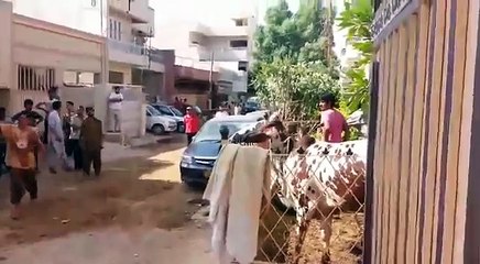 Cow ran away and jump bakra eid