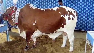 ---Karachi Cow Mandi 2016