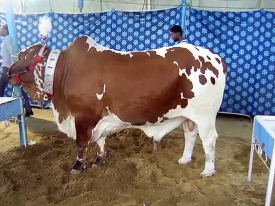 ---Karachi Cow Mandi 2016