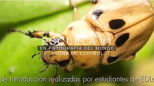 8 Clases de Fotografía Online: Aprende Cómo Realizar Proyectos Fotográficos Exitosos