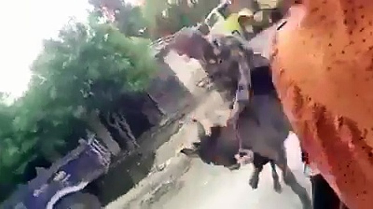 funny donkey human