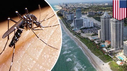 First local mosquitoes infected with Zika found in Miami Beach