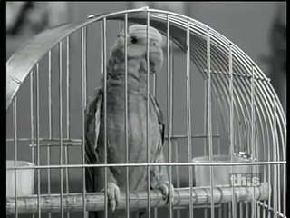 Mister Ed S6 | Cherokee Ed