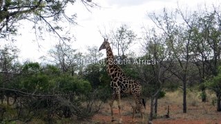 South African Giraffes- Pictues by Mack Prioleau