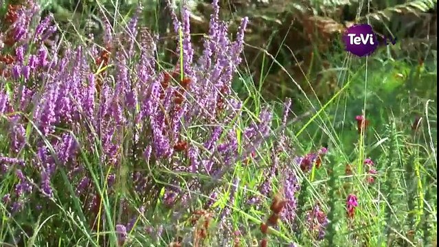 Découverte des landes de la Manche, CPIE Cotentin