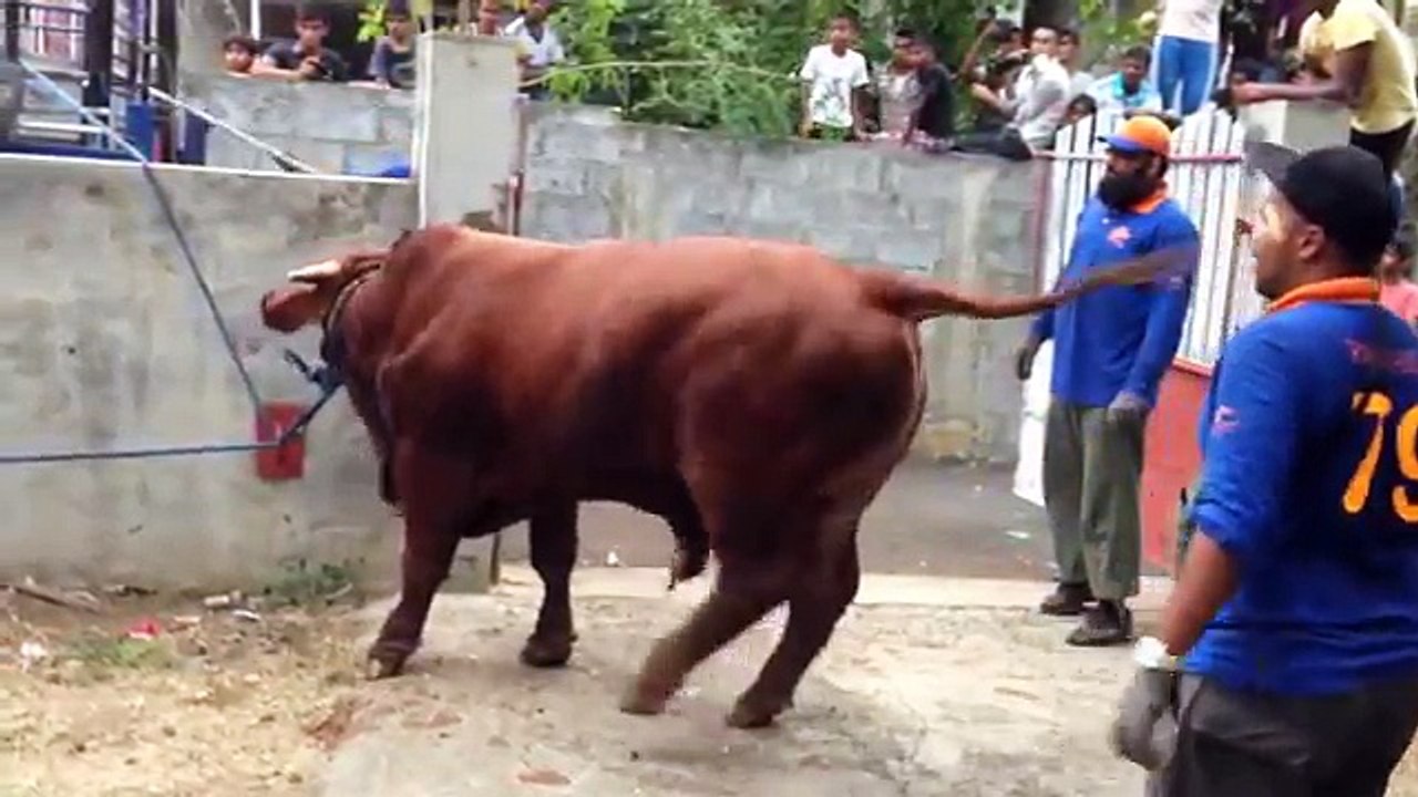 Bull out of control on urbani