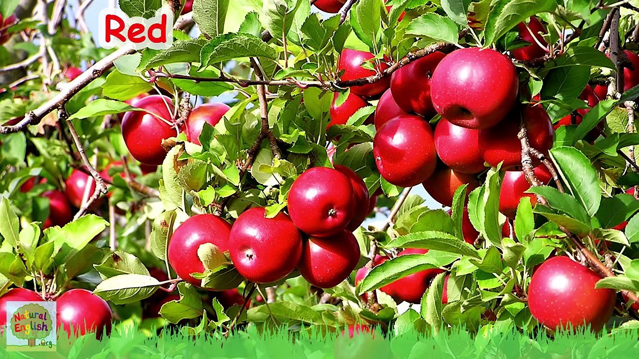 The Colors Song ~ Learn the Colors / Colours ~ Simple Learning for Children ~ by Natural English