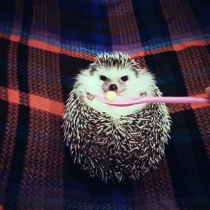 Il tend un morceau de pomme à un hérisson triste, sa réaction est des plus drôle