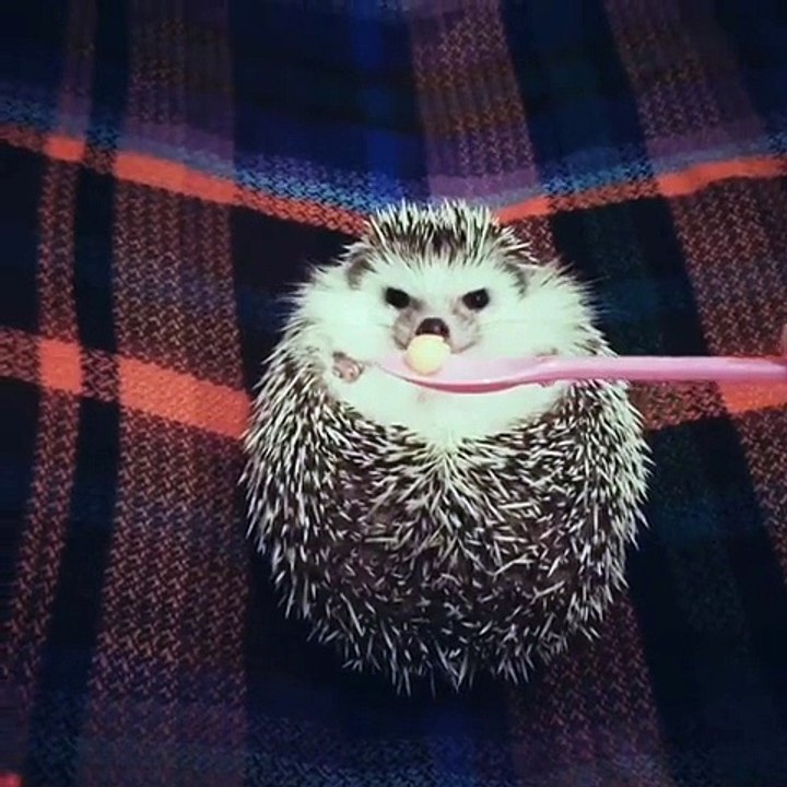 Il tend un morceau de pomme à un hérisson triste, sa réaction est des plus drôle