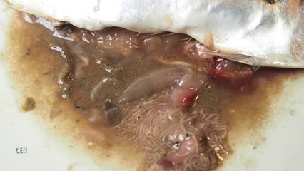 Fresh Supermarket Fish