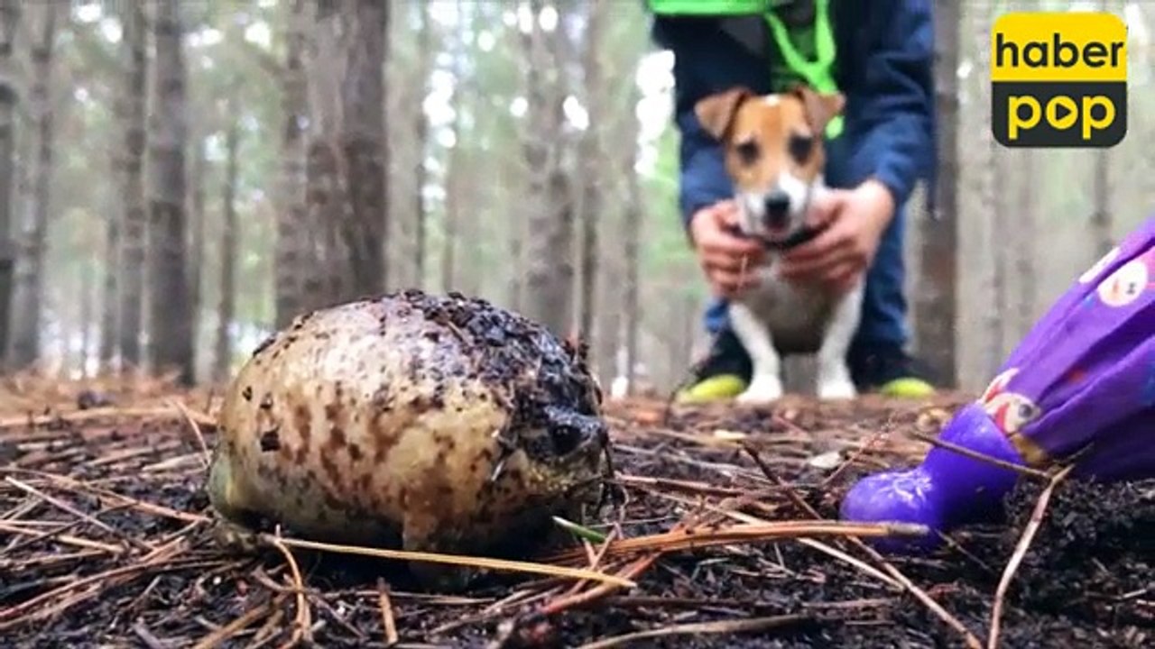 Şişen kurbağa bağırarak insanları böyle korkutmaya çalıştı #Kurbağa #Çığlık