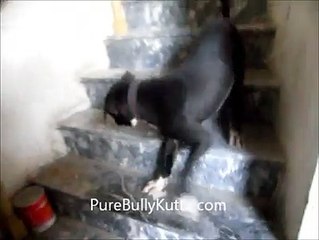 TRAINIG OF THE PURE BULYY KUTTA PUPPY