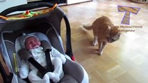 Cats and dogs meeting babies for the first time - Cute animal compilation