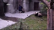 Cute Alert！Clingy pandas don’t want to take their medicine