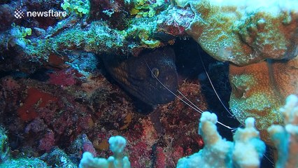 Diver gets 'too close for comfort' to a large moray eel