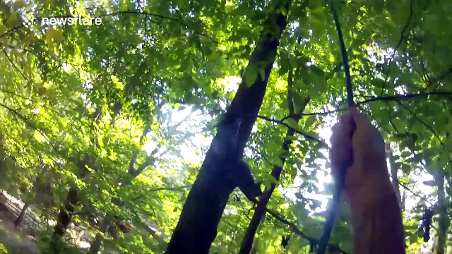 Good samaritan rescues kitten stuck up a tree