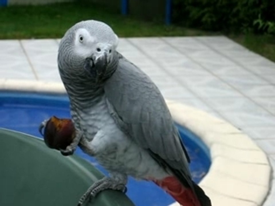 Popeyeprune
