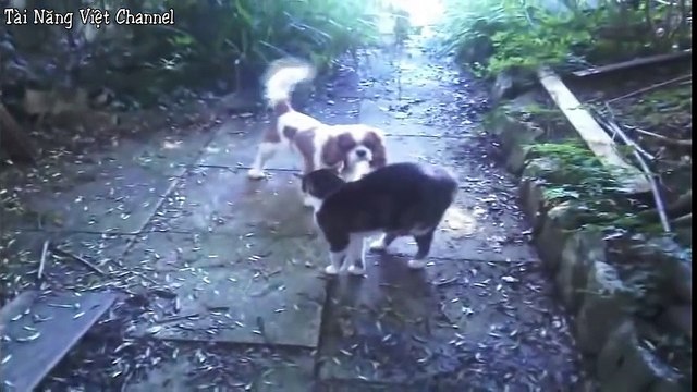 Chó mèo đánh nhau hài hước [Dogs vs Cats Top 10 Funny videos]