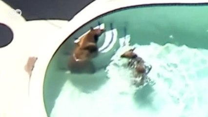 Ayı ailesi havuza girdi