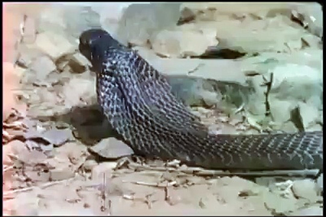 cobara snake fight