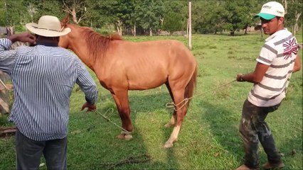 CAVALO CAINDO