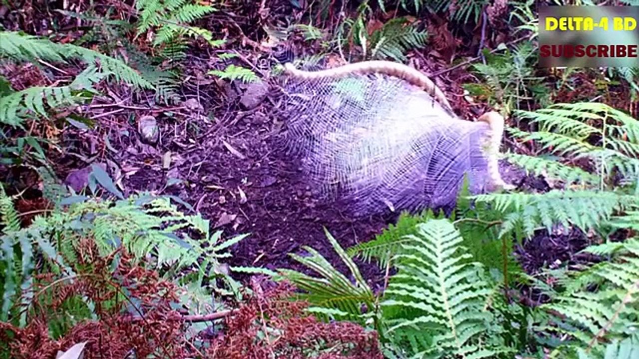 Amazing-Natural-Bird--Most-beautiful-creature-video---wildlife-bird-photography--Birds-of-Paradise