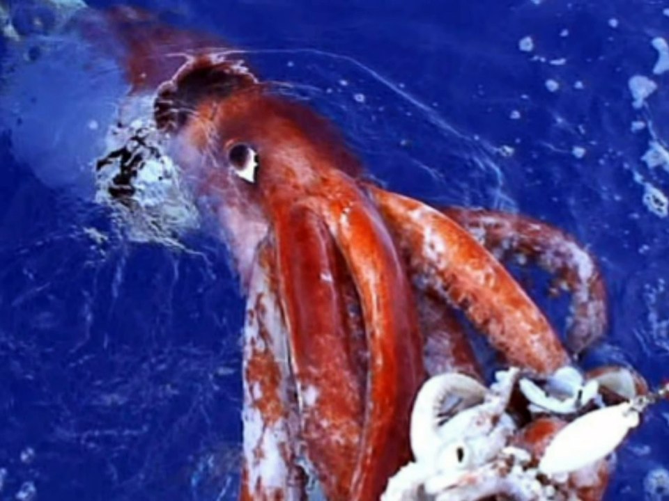 Largest and Freakish creatures EVER (TOP10!!!)
