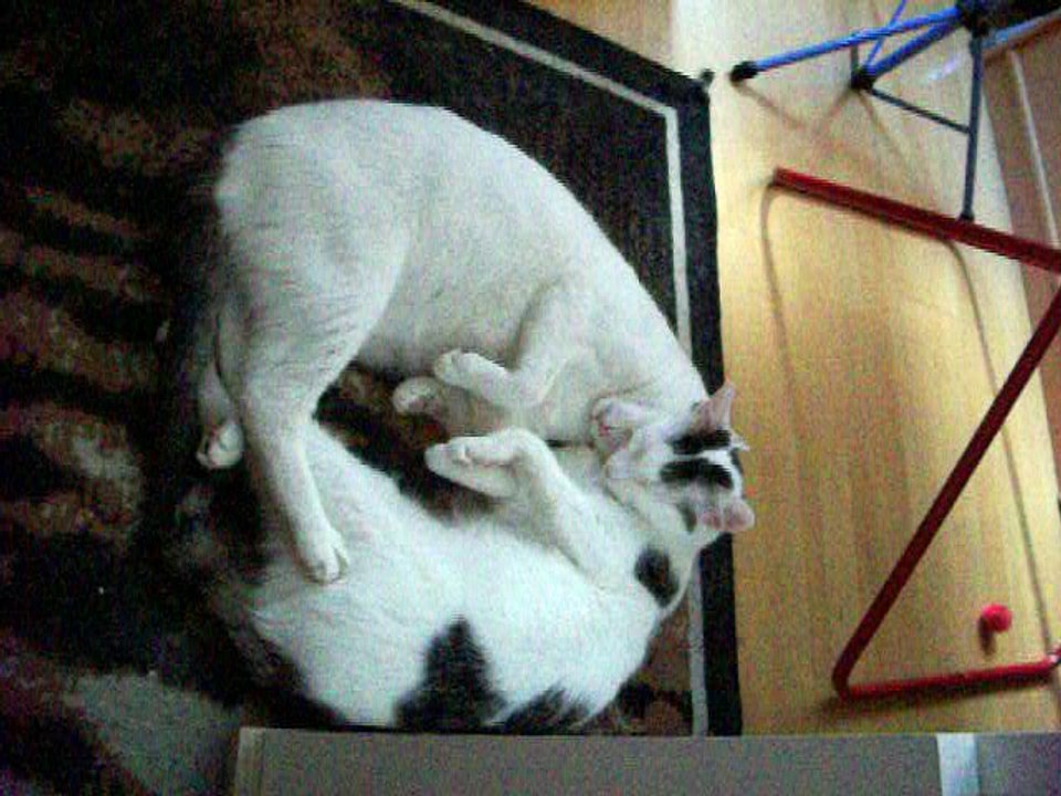 Harvey und Vinzent am 28.08.2016